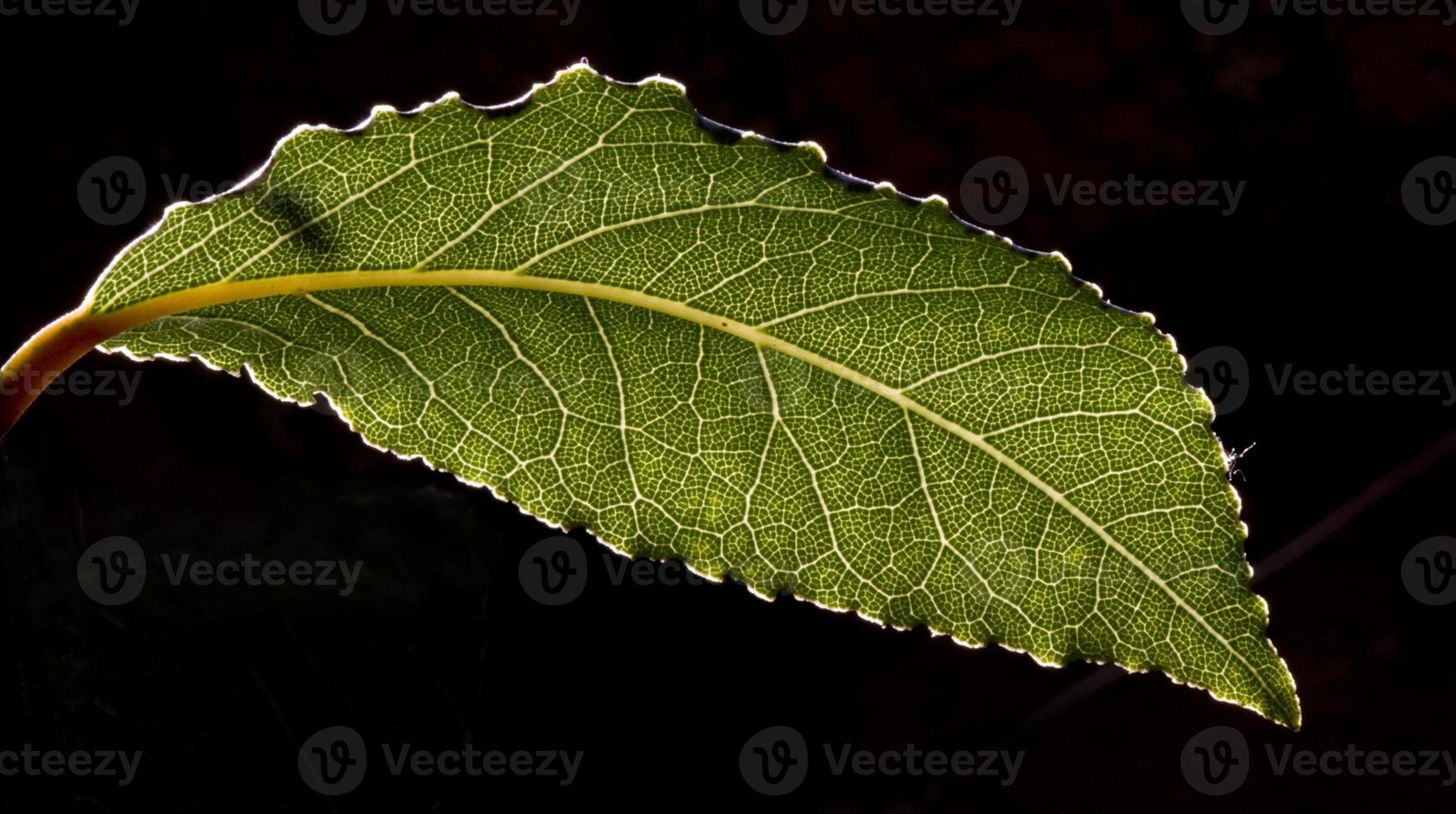 Details of laurel leaves. Madrid Spain photo