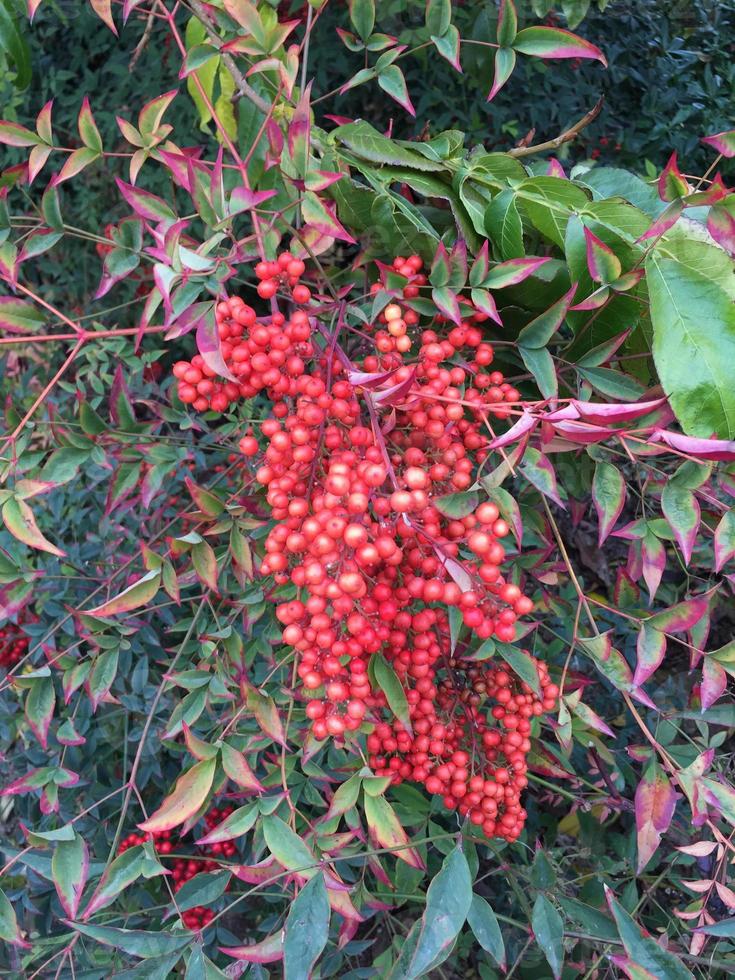 Eglantine shrub with its fruits rose, in Spain photo