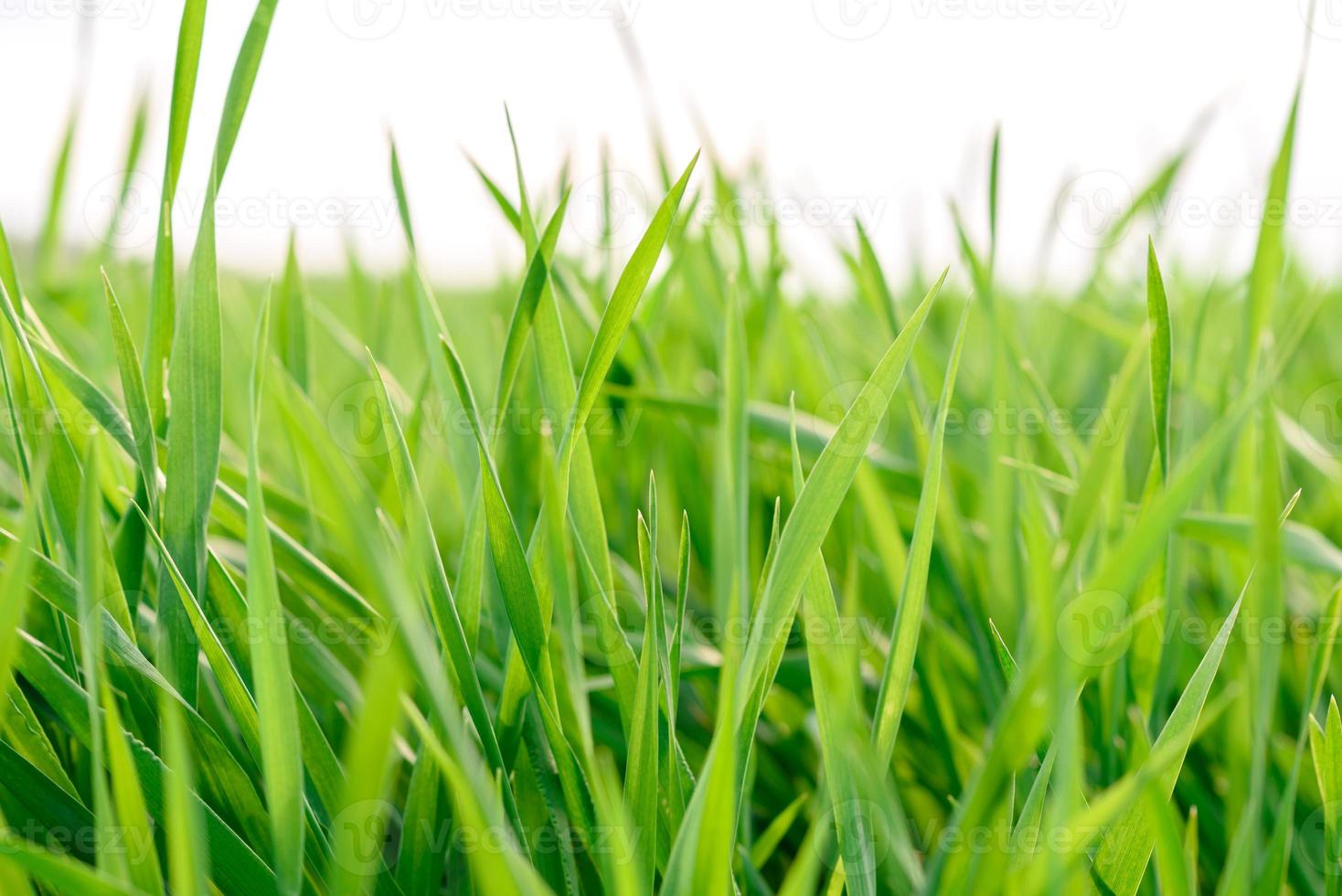 campo de textura de hierba verde fresca como fondo foto