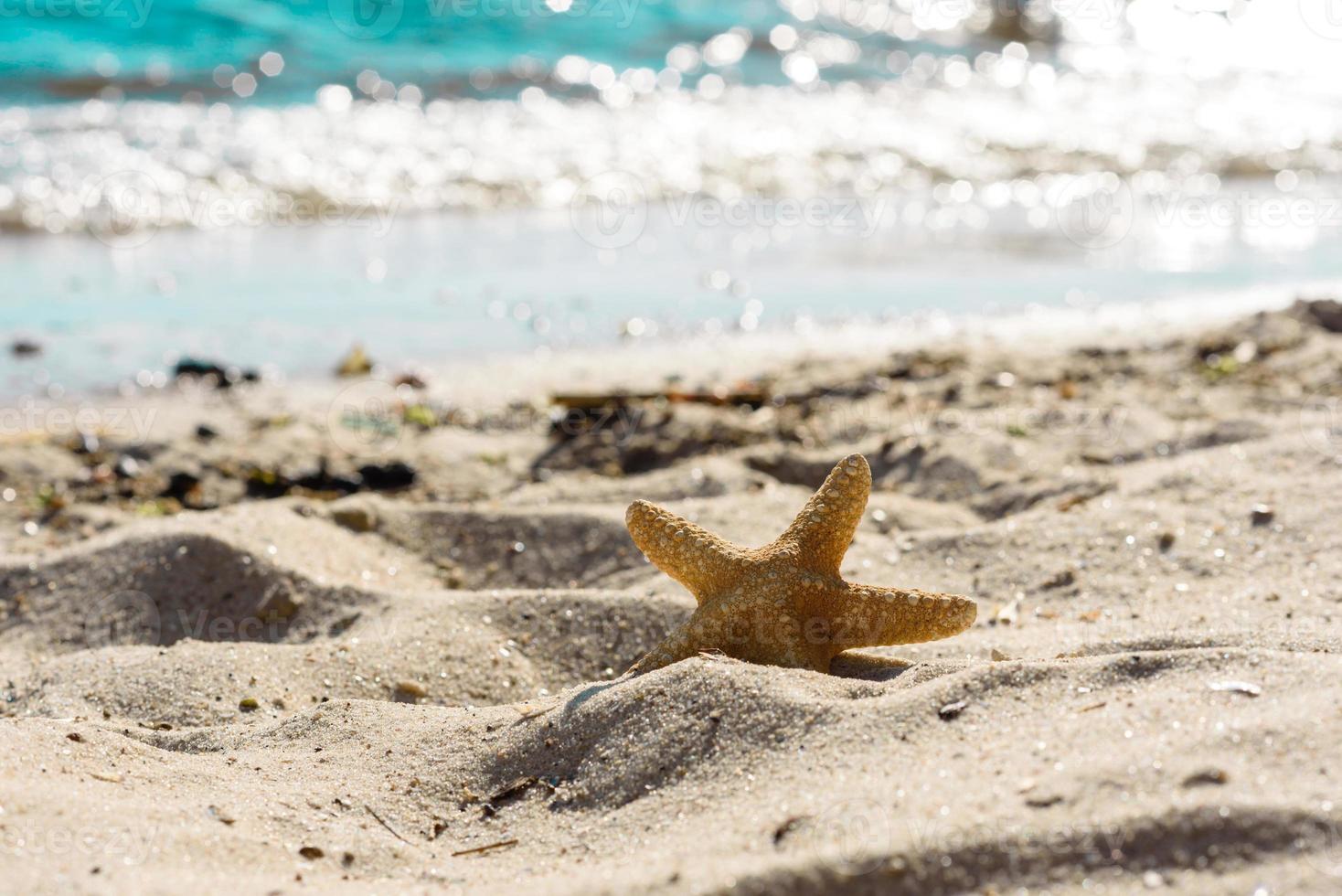 estrella de mar en la arena del océano en un cálido día de verano foto