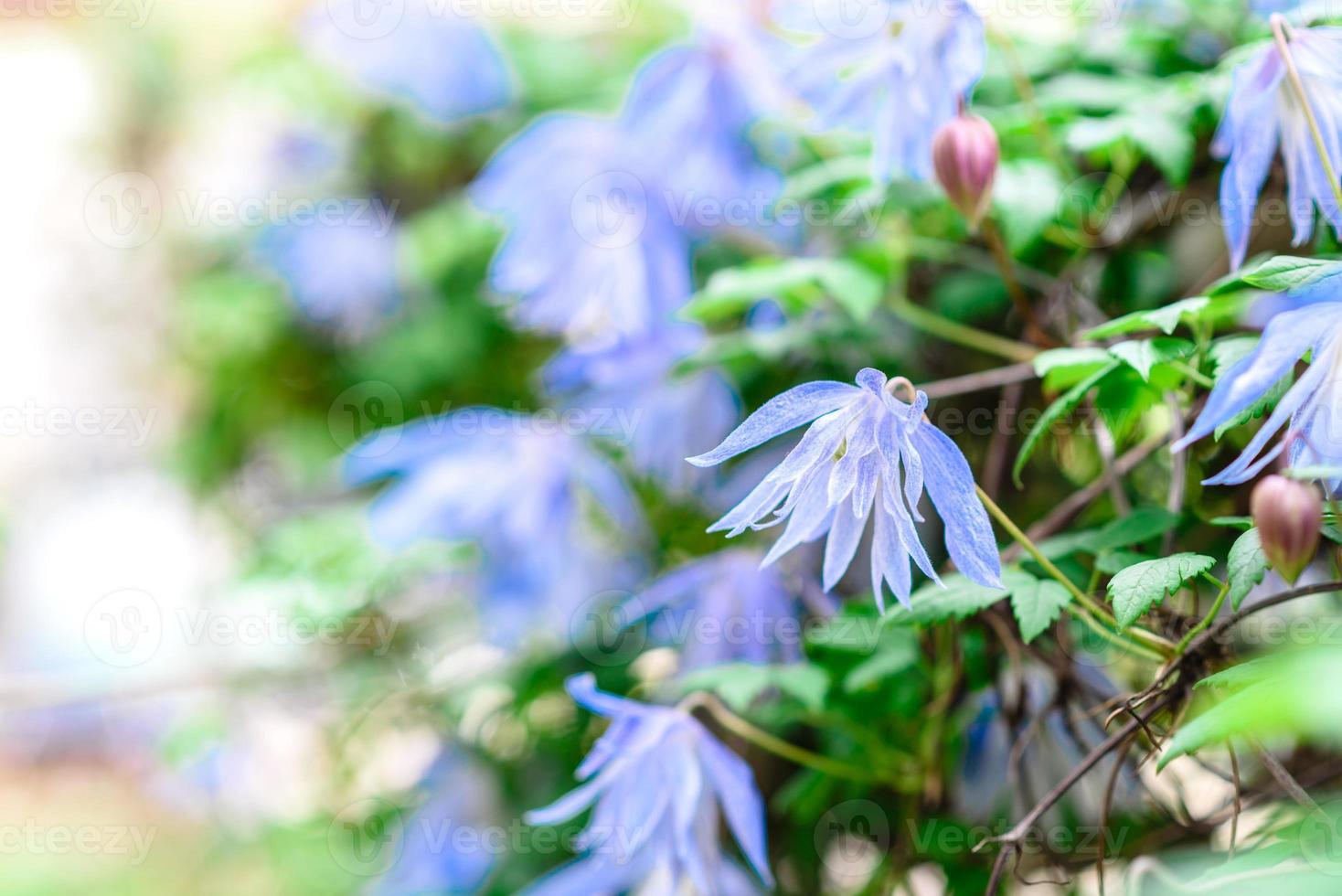 hermosas flores azules en el contexto de las plantas verdes. fondo de verano foto