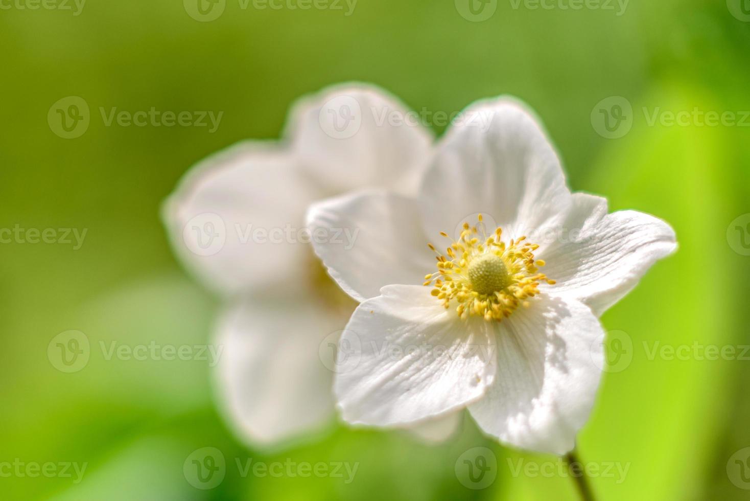 hermosas flores blancas en el contexto de las plantas verdes. fondo de verano foto