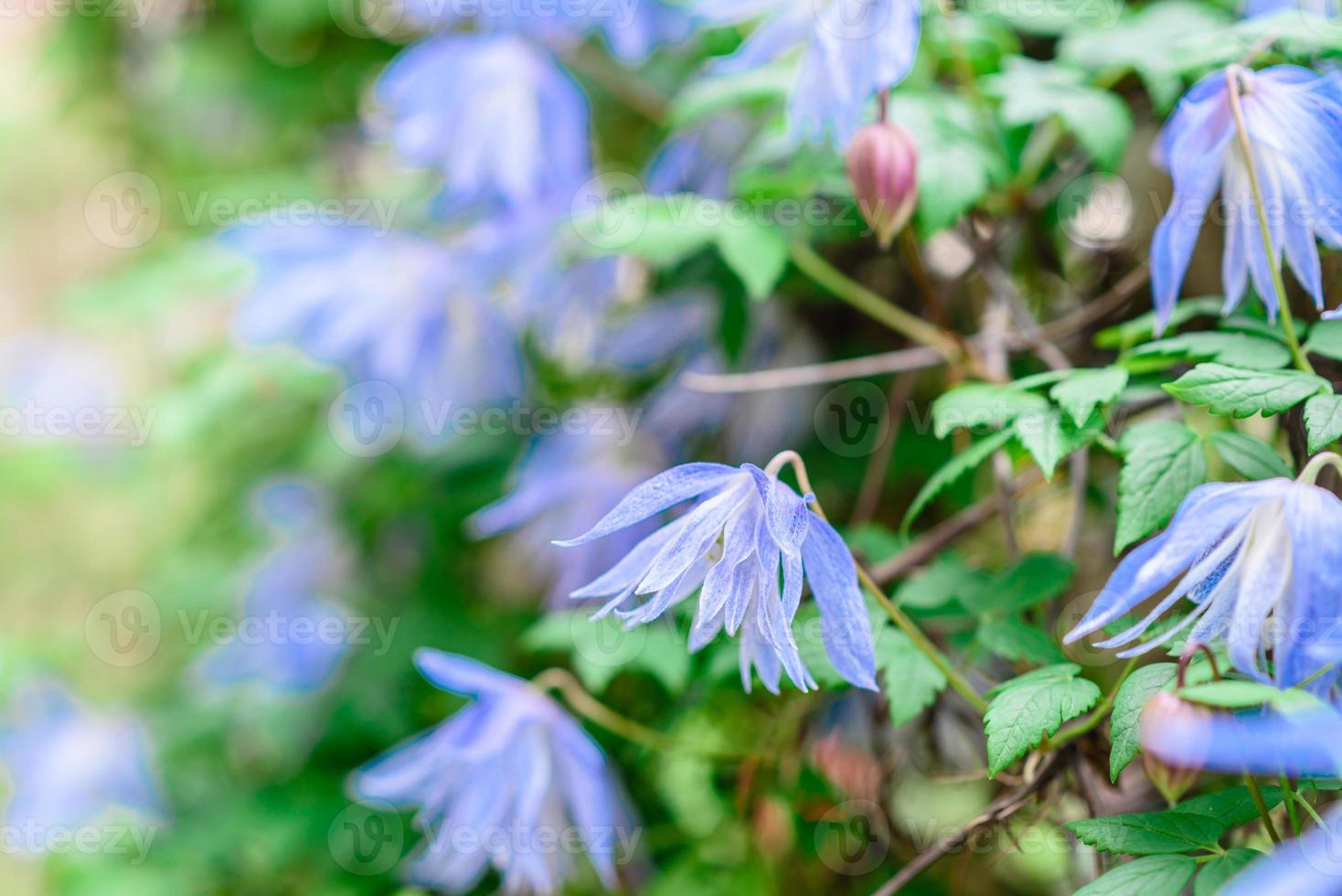 hermosas flores azules en el contexto de las plantas verdes. fondo de verano foto