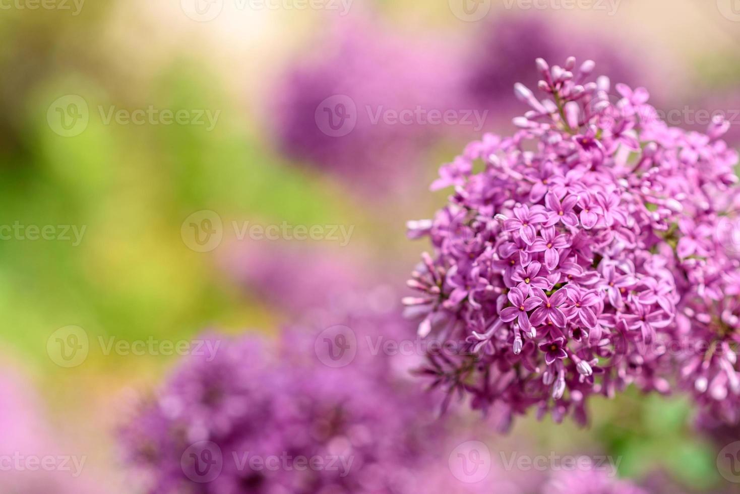 hermoso arbusto de lila en flor en el jardín. fondo de verano foto