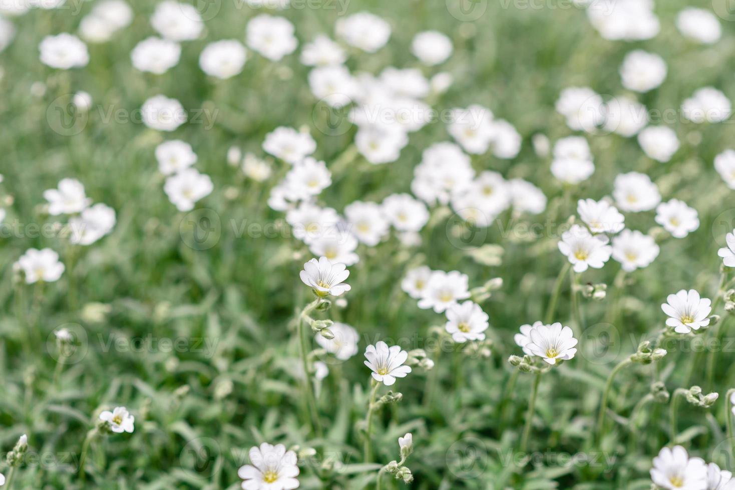 hermosas flores blancas en el contexto de las plantas verdes. fondo de verano foto