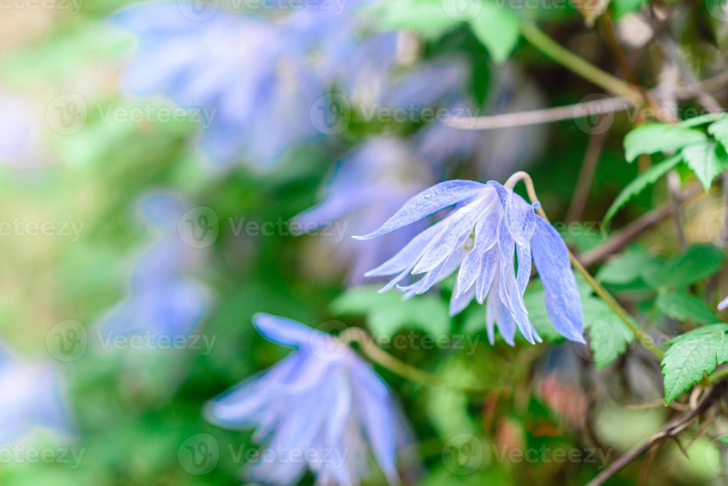 hermosas flores azules en el contexto de las plantas verdes. fondo de verano foto