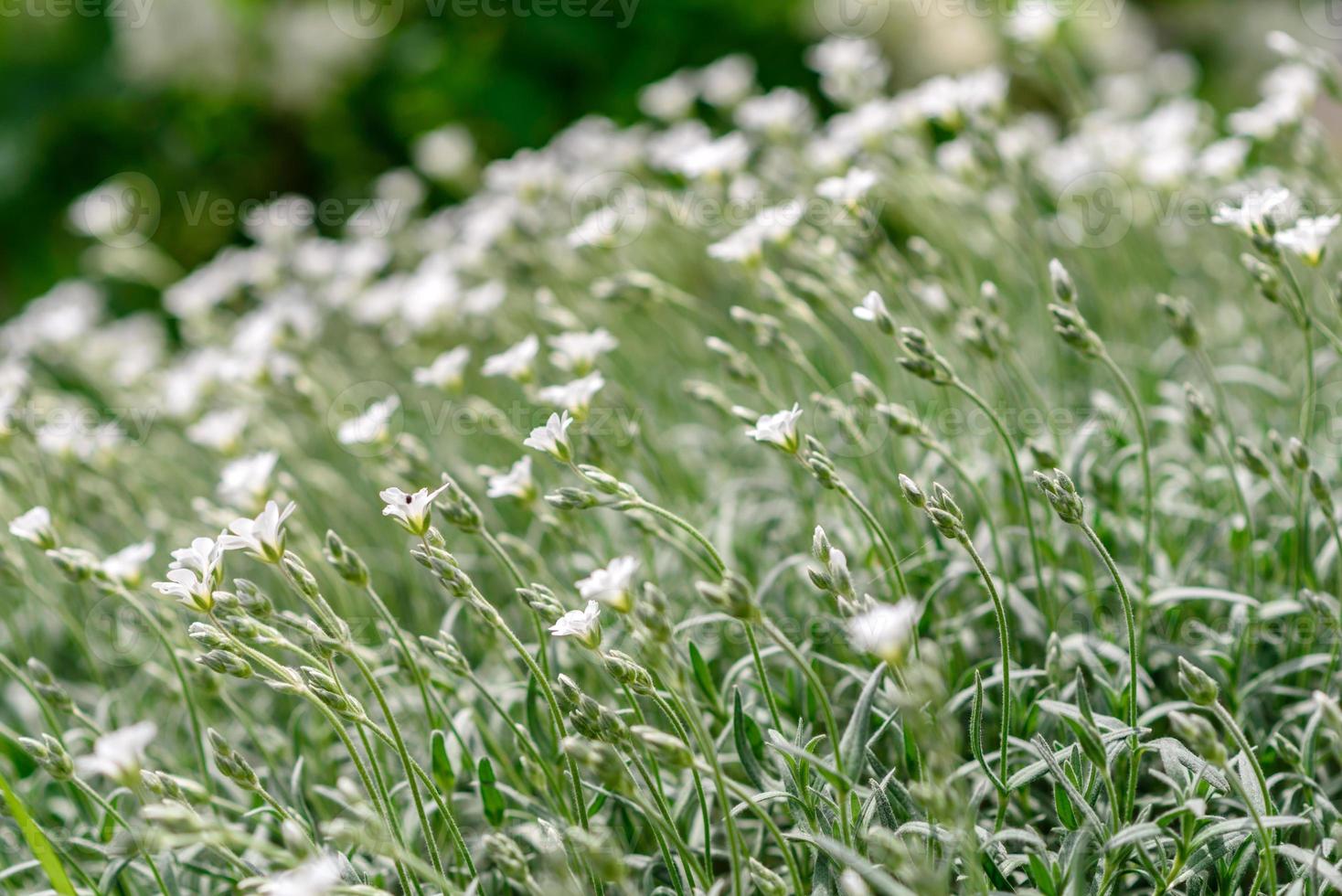 hermosas flores blancas en el contexto de las plantas verdes. fondo de verano foto