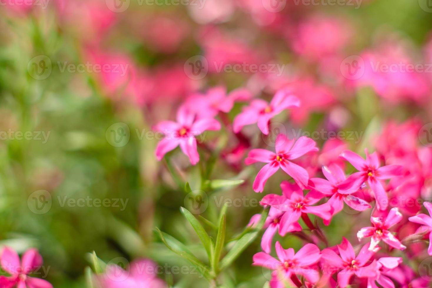 Beautiful pink flowers against the background of green plants. Summer background. Soft focus photo