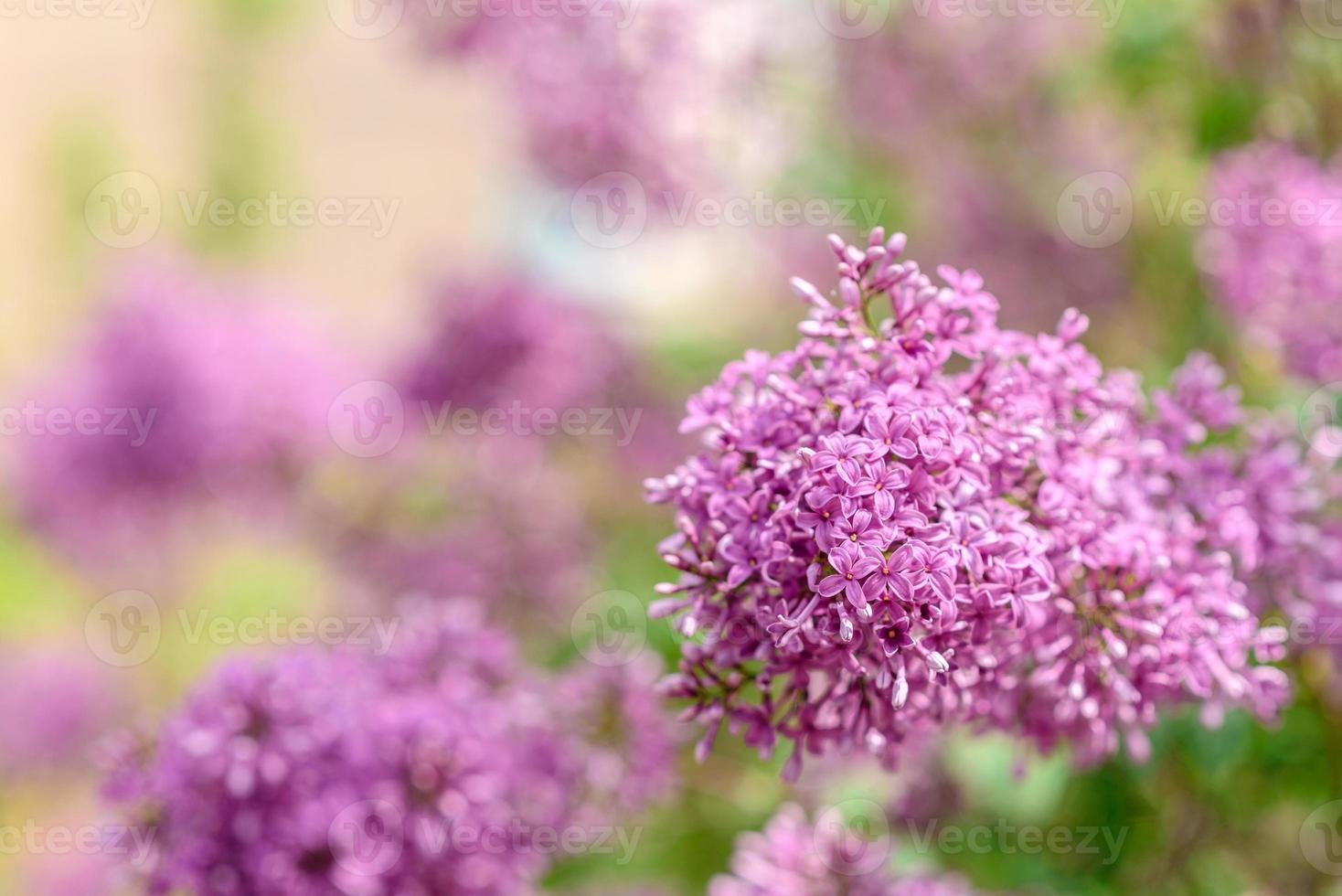 hermoso arbusto de lila en flor en el jardín. fondo de verano foto