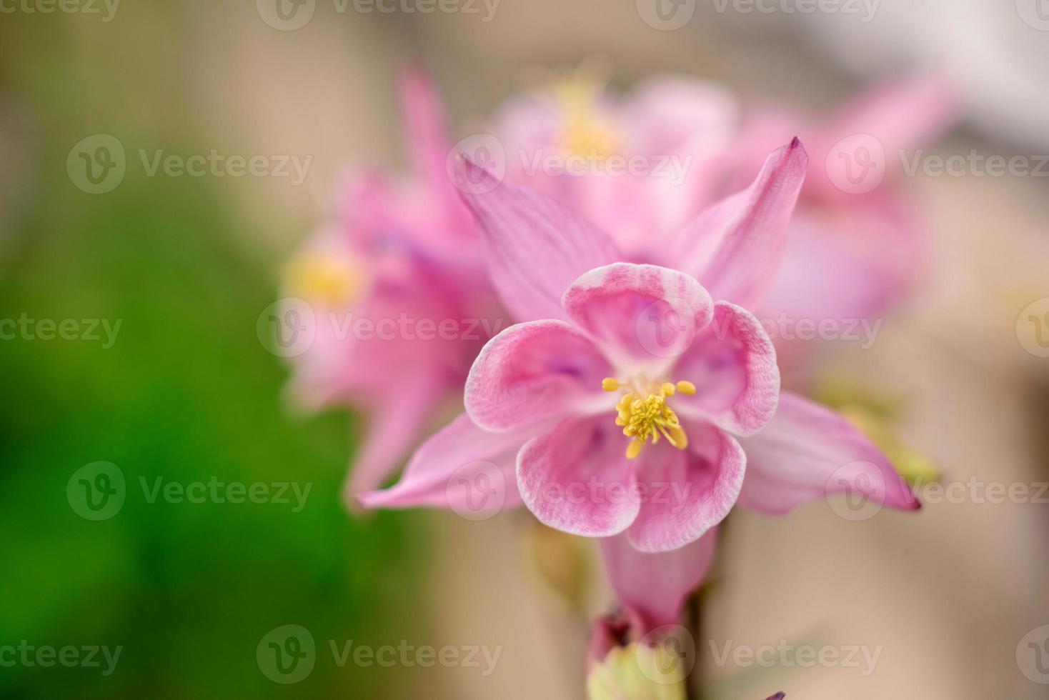 hermosas flores de color rosa en el contexto de las plantas verdes. fondo de verano. enfoque suave foto