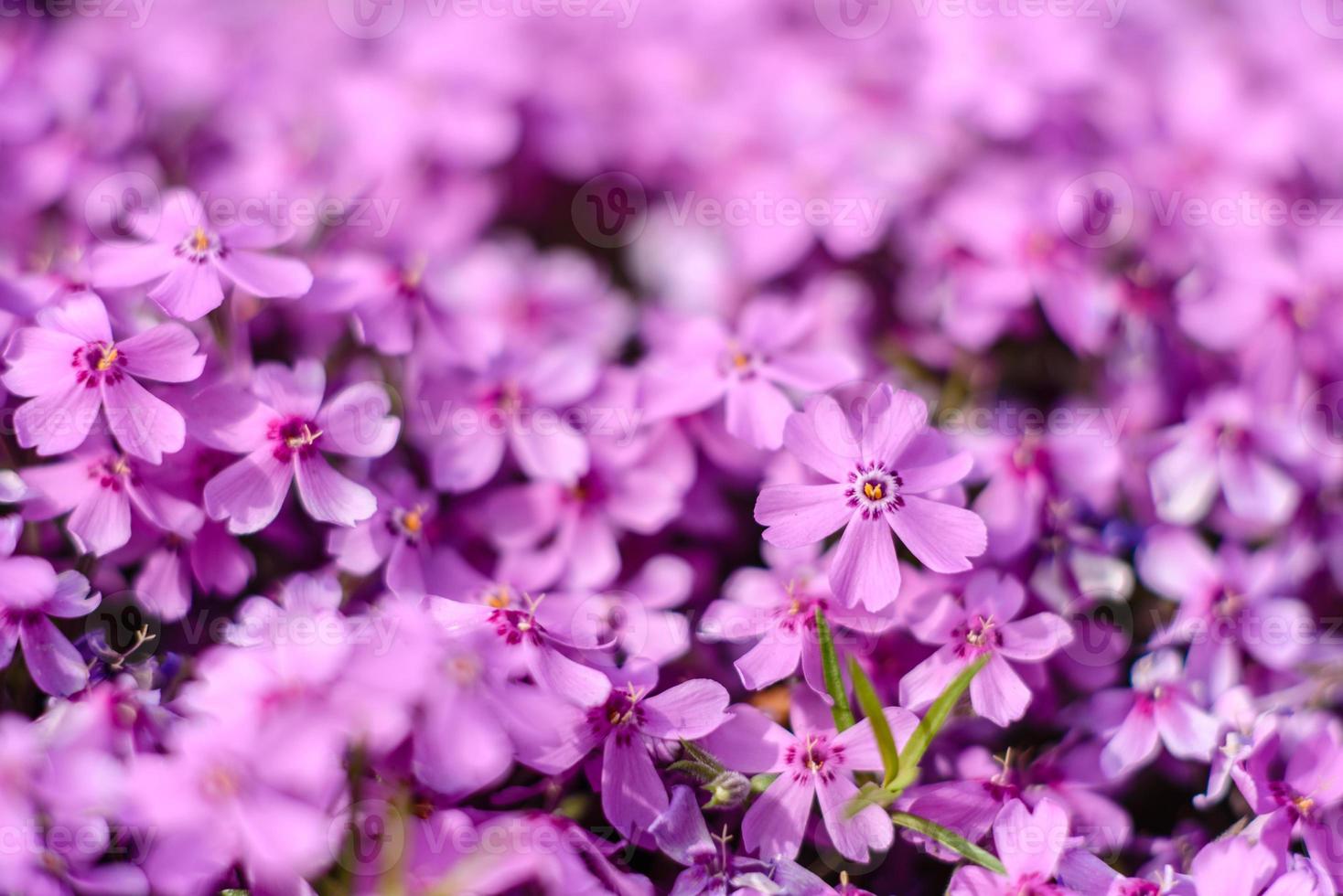 hermosas flores de color rosa en el contexto de las plantas verdes. fondo de verano. enfoque suave foto