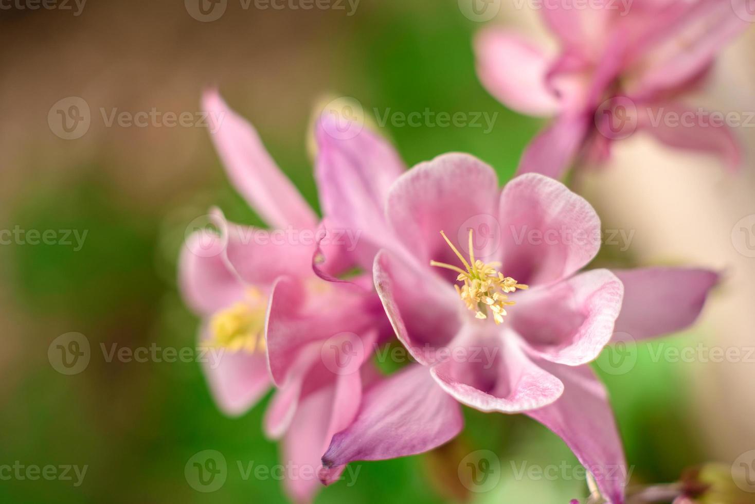 hermosas flores de color rosa en el contexto de las plantas verdes. fondo de verano. enfoque suave foto