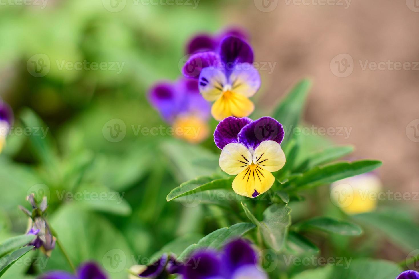 Beautiful blue flowers in the summer garden against the background of green plants photo