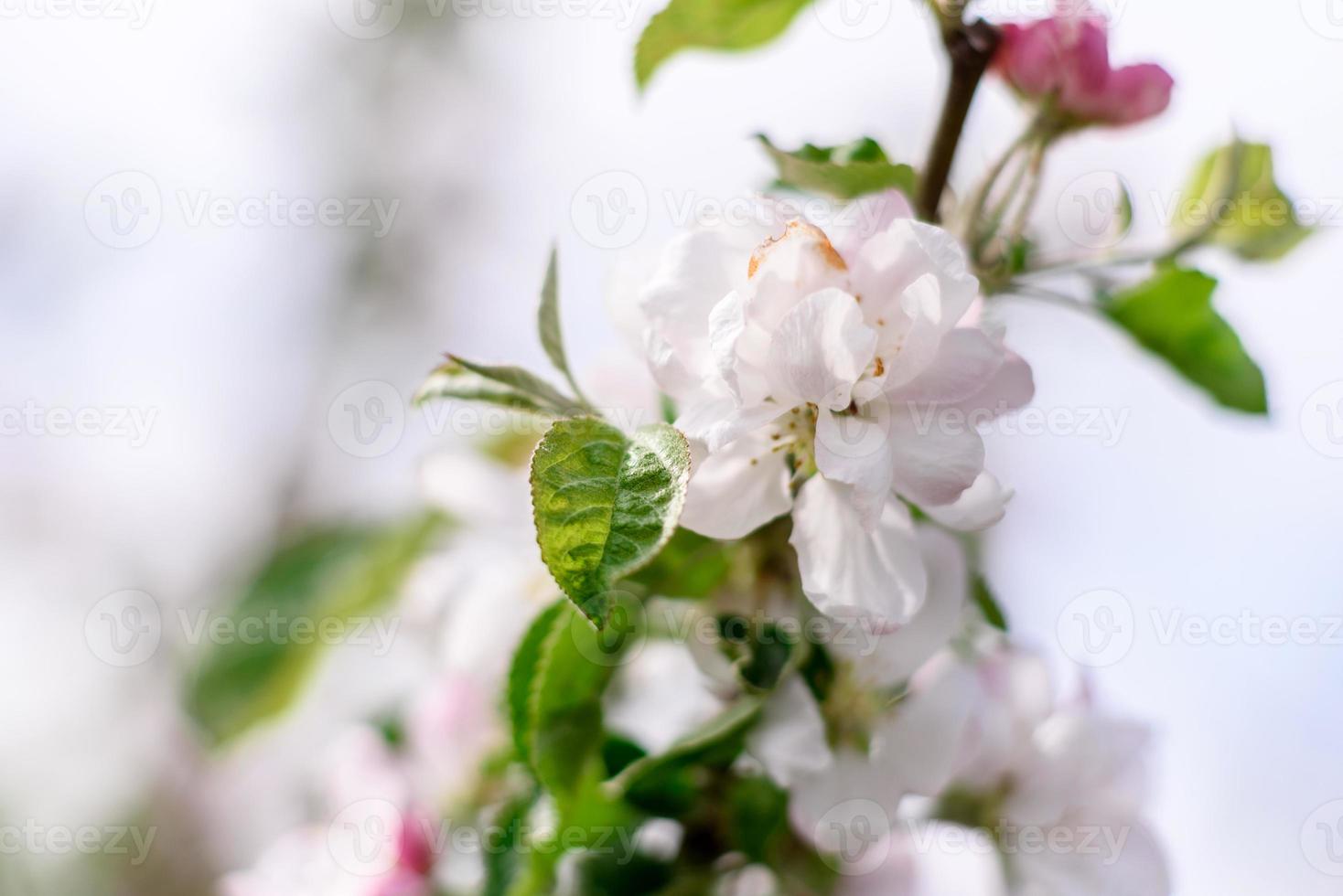 Beautiful white flowers against the background of green plants. Summer background photo