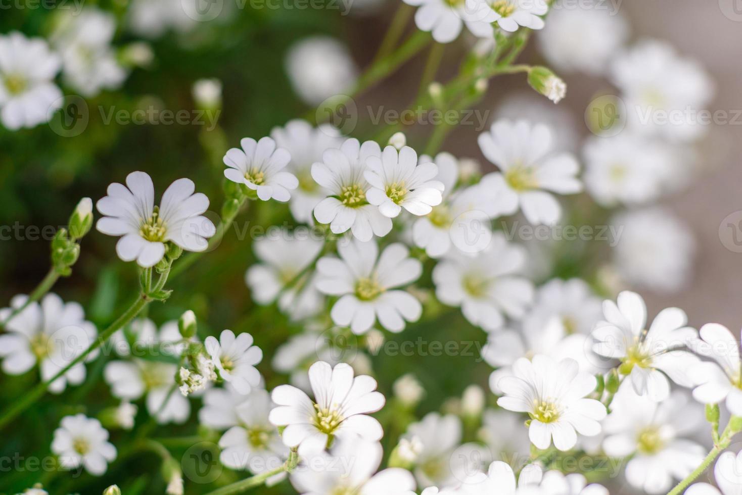 hermosas flores blancas en el contexto de las plantas verdes. fondo de verano foto