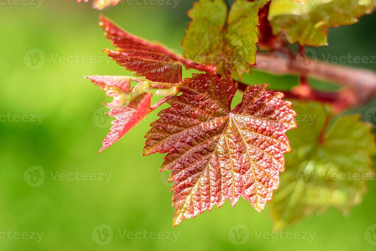 Hermosa hoja de uvas en el jardín de verano con el telón de fondo de las plantas verdes foto