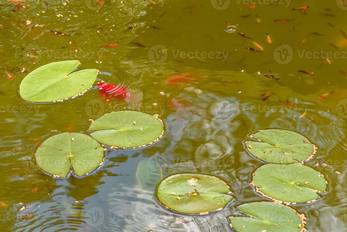 alimentando hermosos peces carpa roja en un estanque casero foto