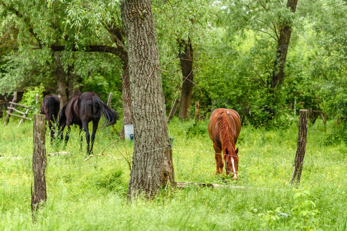 Beautiful well-groomed horses graze in selenium meadow with juicy green grass photo