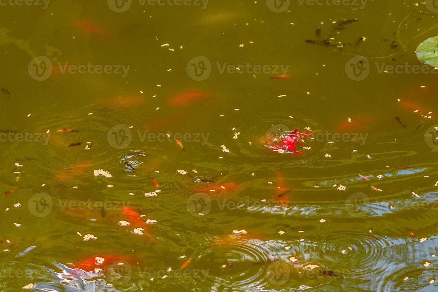 Feeding beautiful red carp fish in a home pond photo