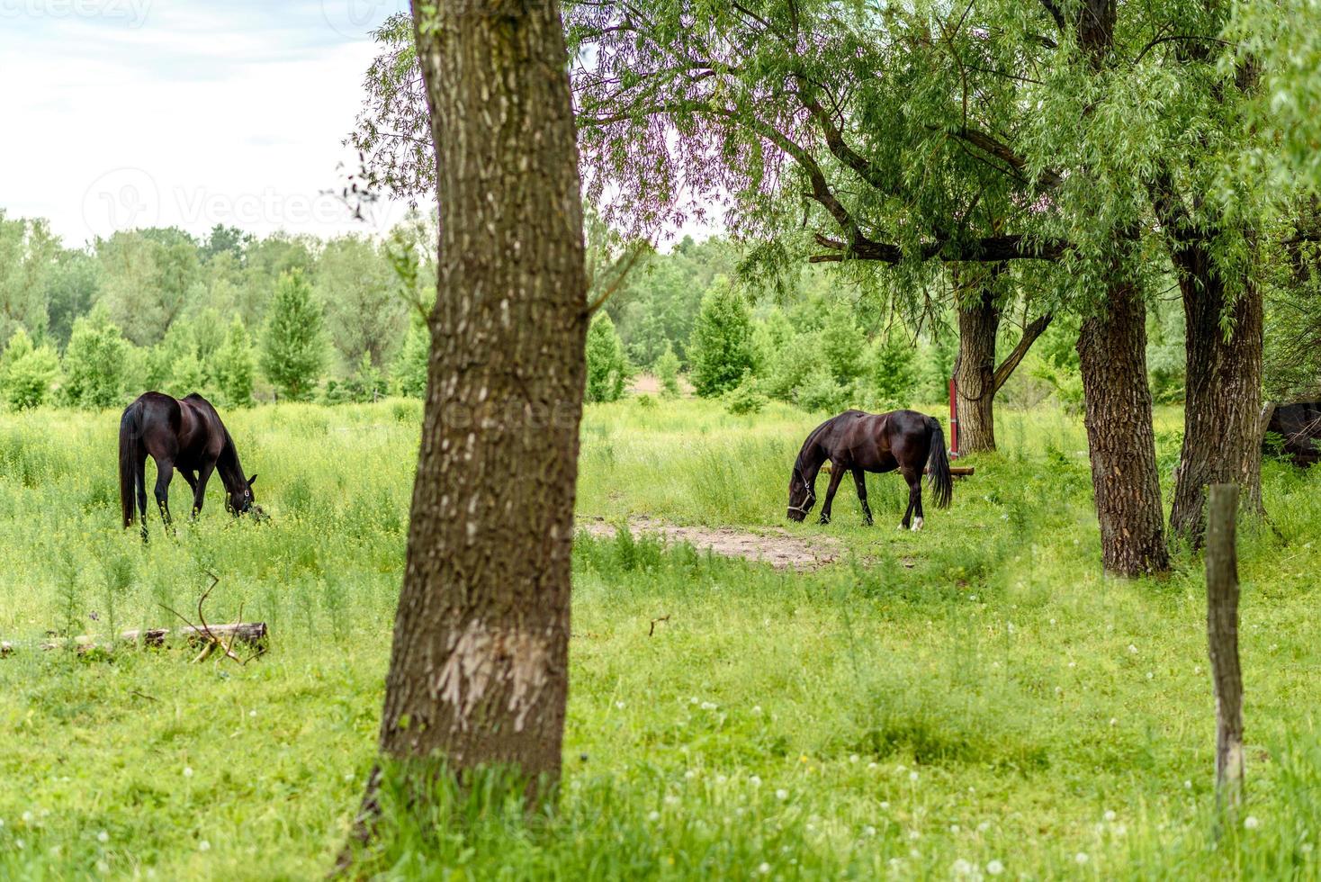 Hermosos caballos bien cuidados pastan en la pradera de selenio con jugosa hierba verde foto