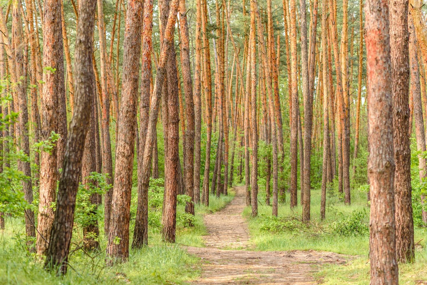 Beautiful forest with tall pine trees outside the city on a warm summer day photo