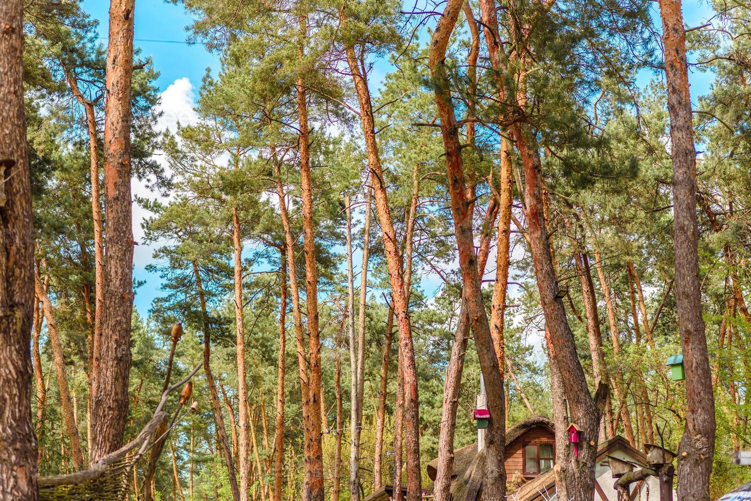 Beautiful forest with tall pine trees outside the city on a warm summer day photo