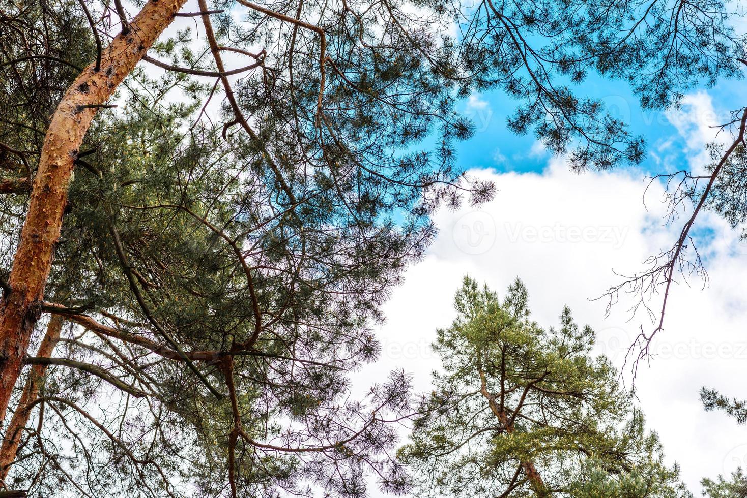 Beautiful forest with tall pine trees outside the city on a warm summer day photo