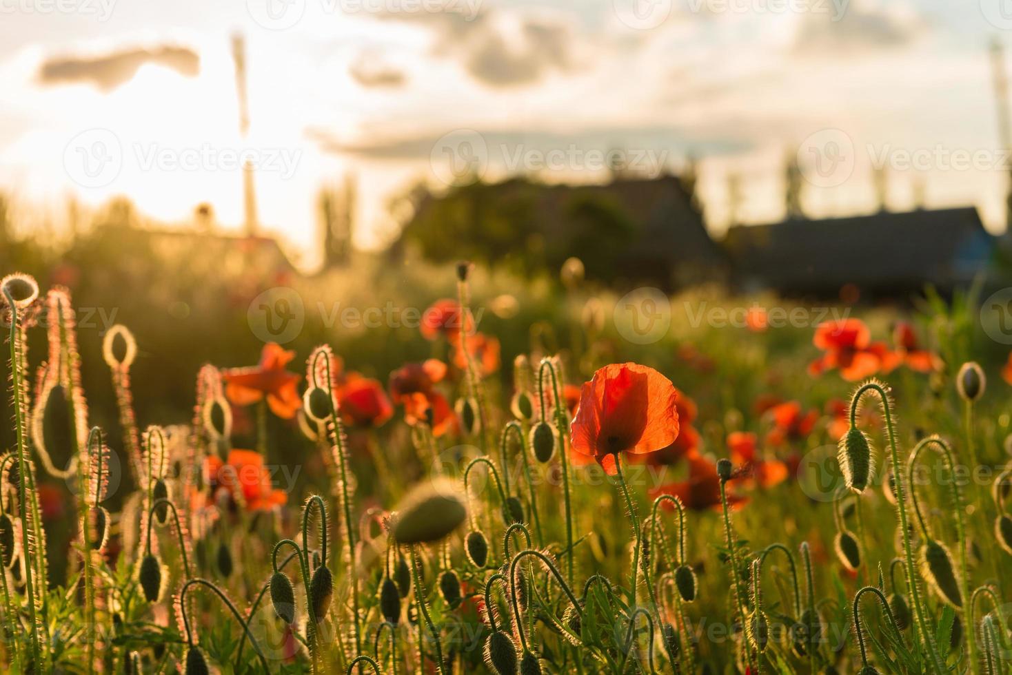 Beautiful red poppies in defocus on a beautiful summer green field photo