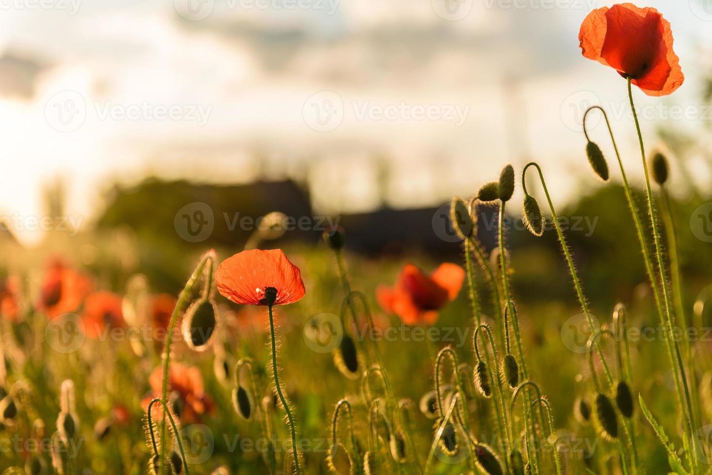 Beautiful red poppies in defocus on a beautiful summer green field photo