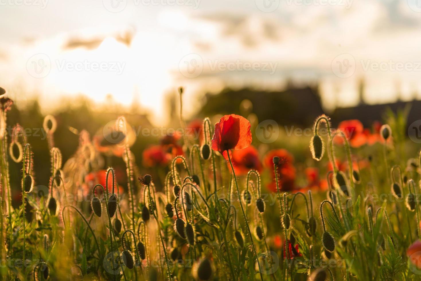 Beautiful red poppies in defocus on a beautiful summer green field photo