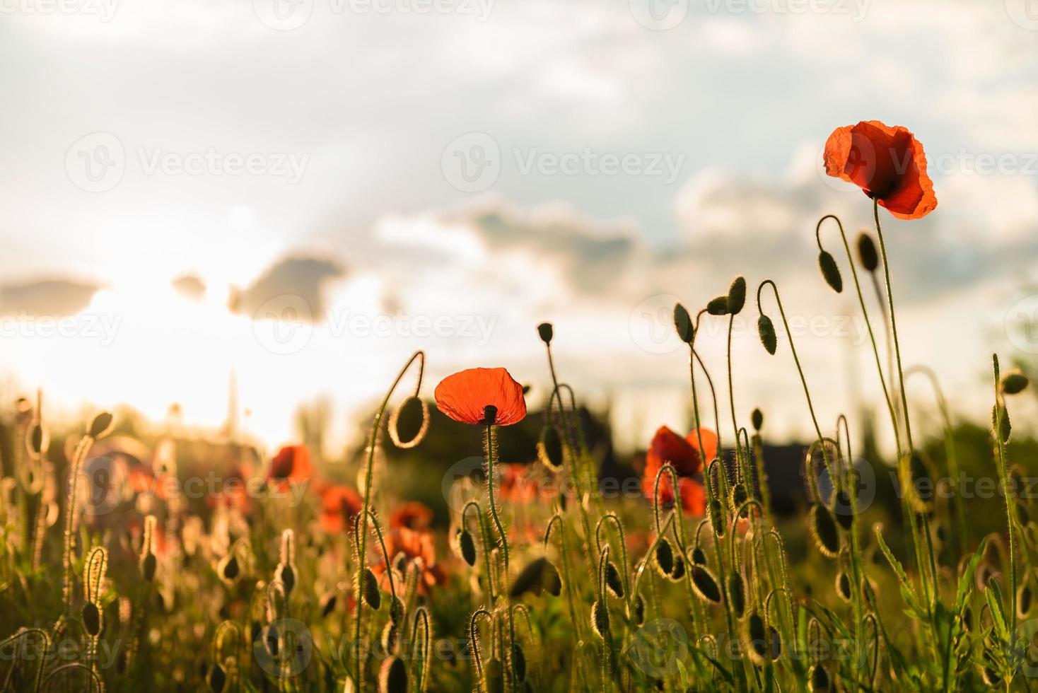 Hermosas amapolas rojas en desenfoque en un hermoso campo verde de verano foto