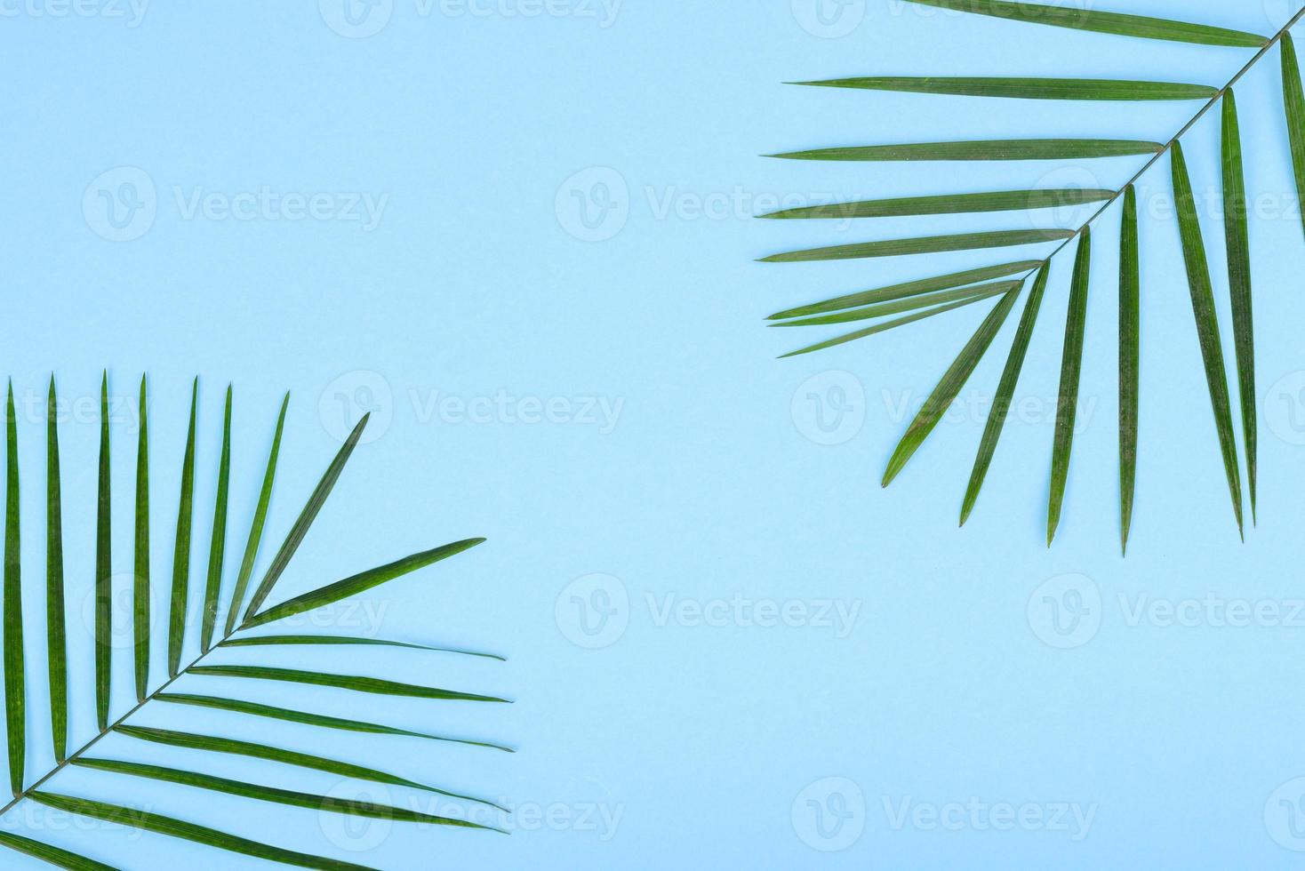 Leaves of a green plant on a colored background with a place for text photo