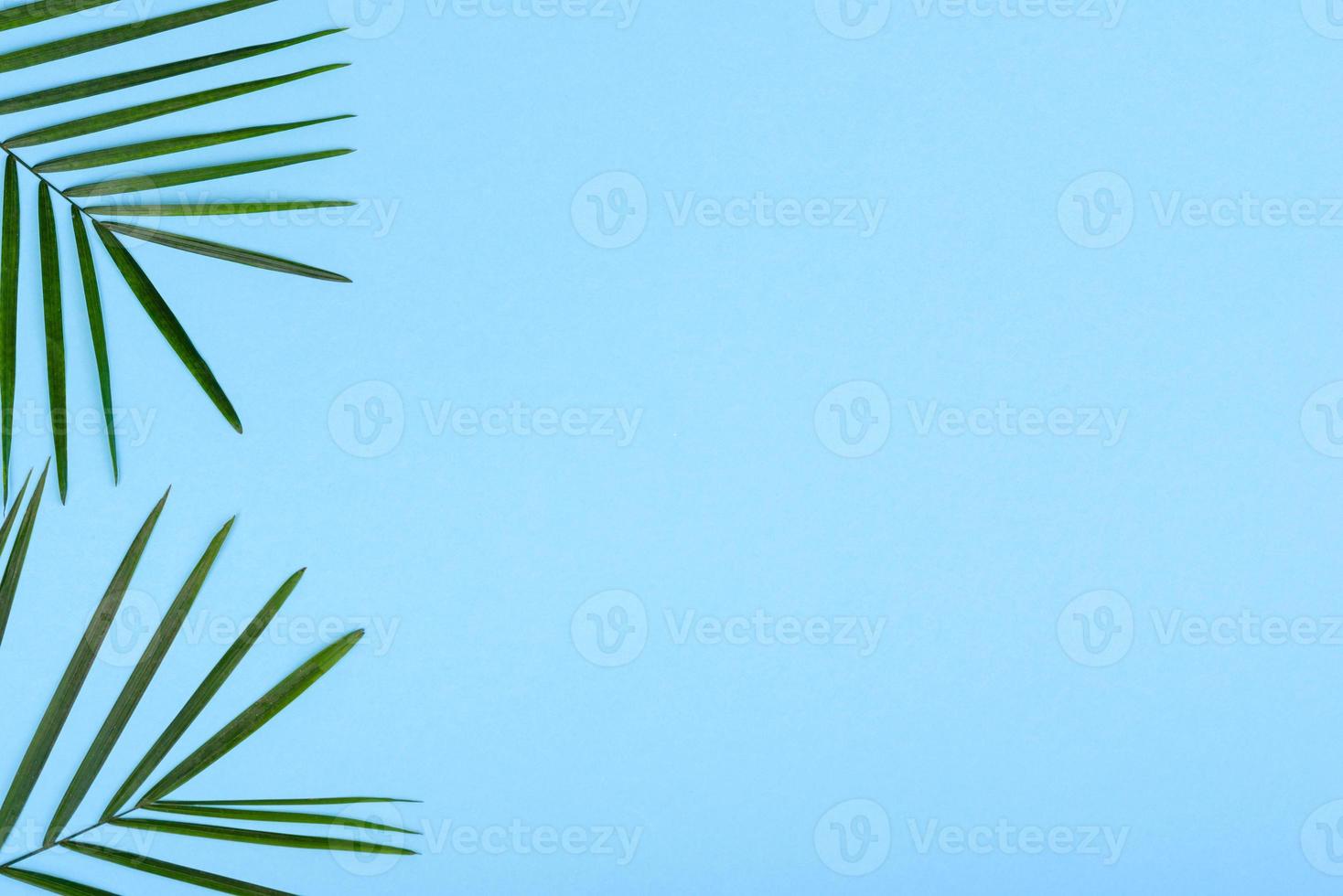 Leaves of a green plant on a colored background with a place for text photo