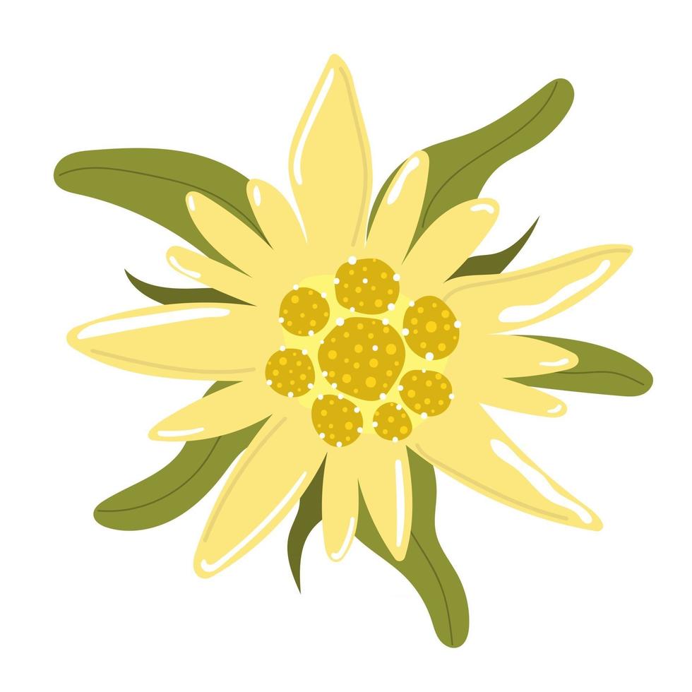 Edelweiss mountain flower. Flat illustration. vector