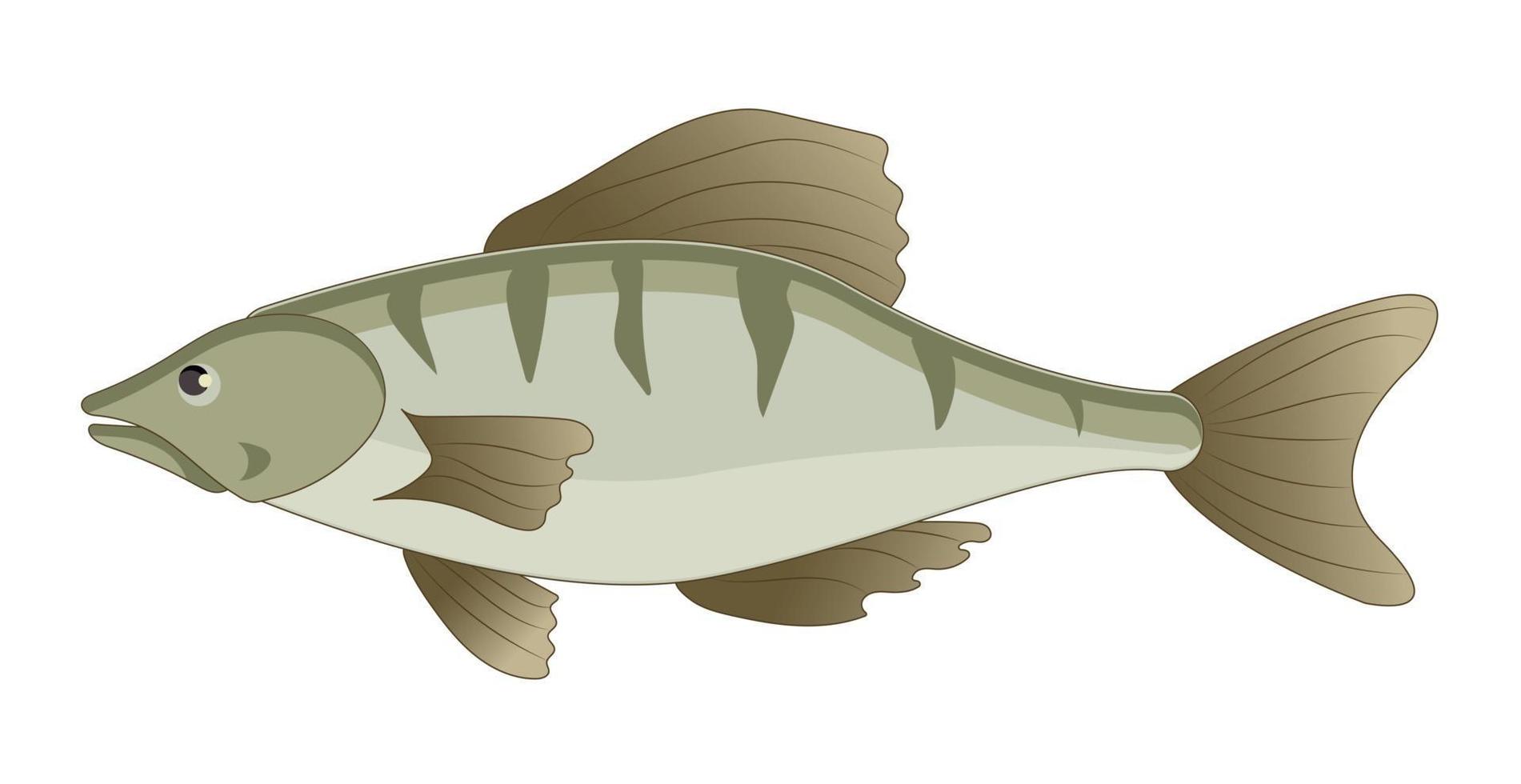 Perca de pescado fresco sobre fondo blanco - vector