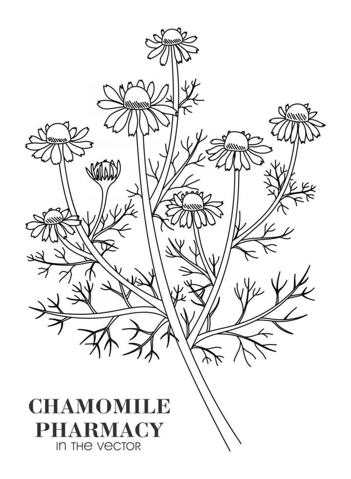 SKETCH OF A PHARMACY CHAMOMILE ON A WHITE BACKGROUND vector