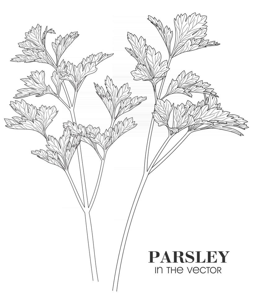 SKETCH OF PARSLEY ON A WHITE BACKGROUND vector