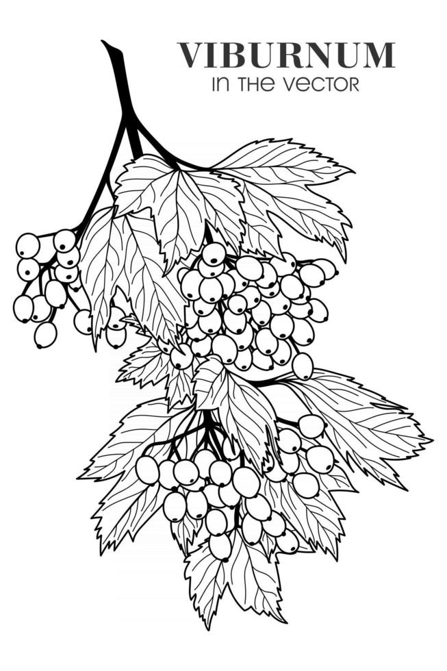 SKETCH OF VIBURNUM ON A WHITE BACKGROUND vector