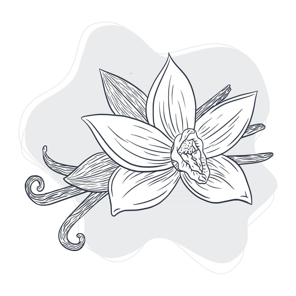 Vanilla Spicy Sticks and Flower Vintage Illustration vector