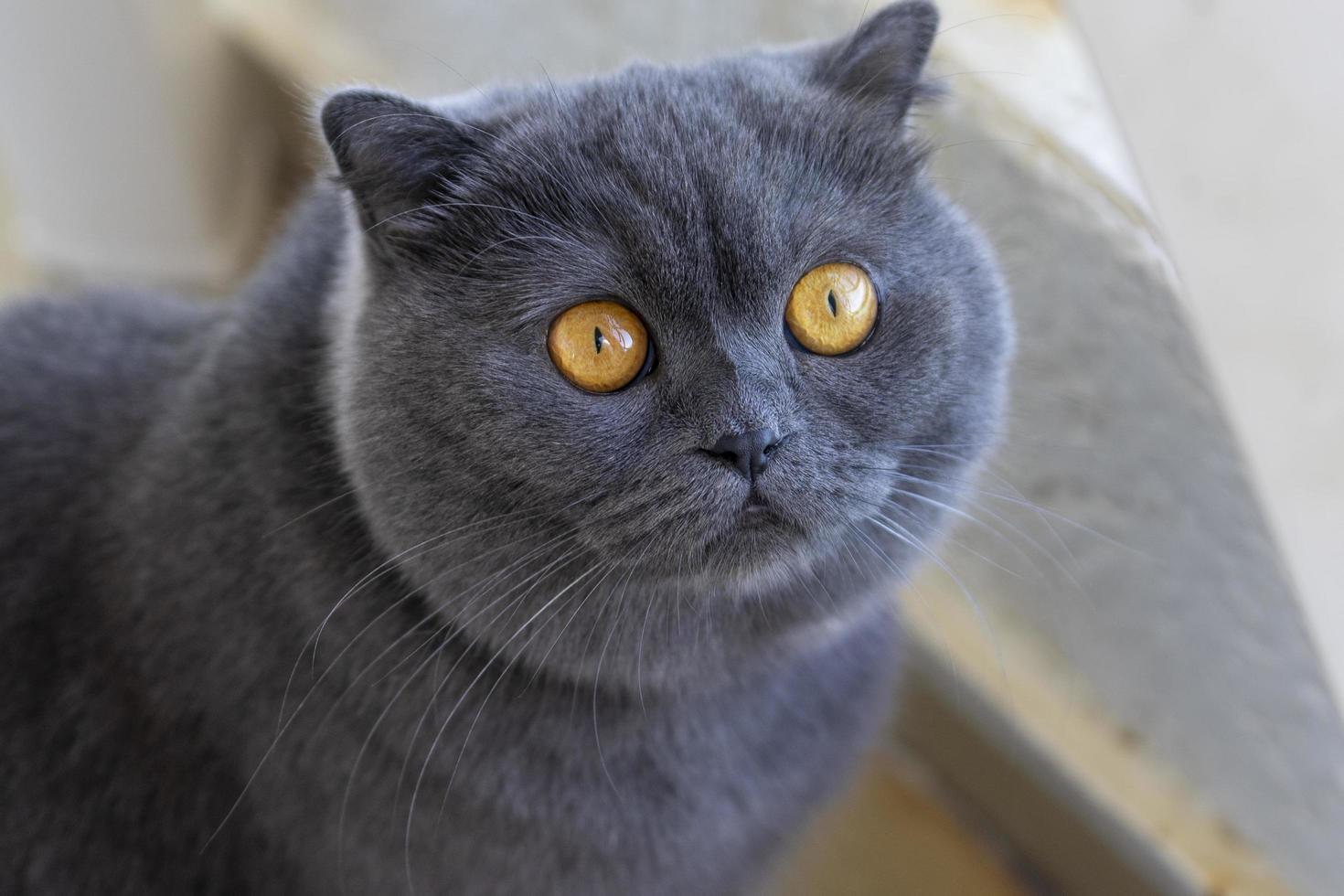 Retrato de un gato escocés gris sobre un fondo borroso foto