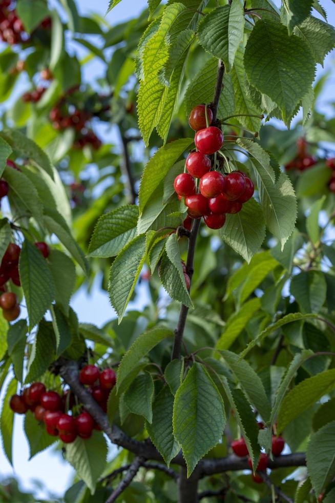 Ramas con frutos rojos cereza sobre un fondo de cielo azul foto