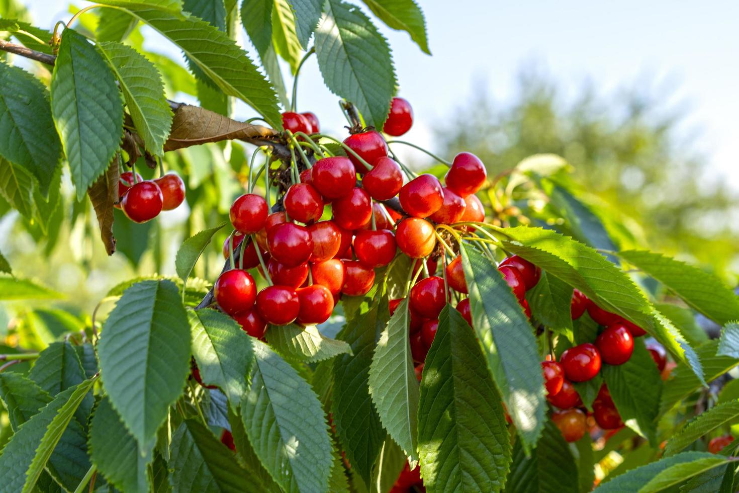 Branches with red cherry fruits on a blue sky background photo