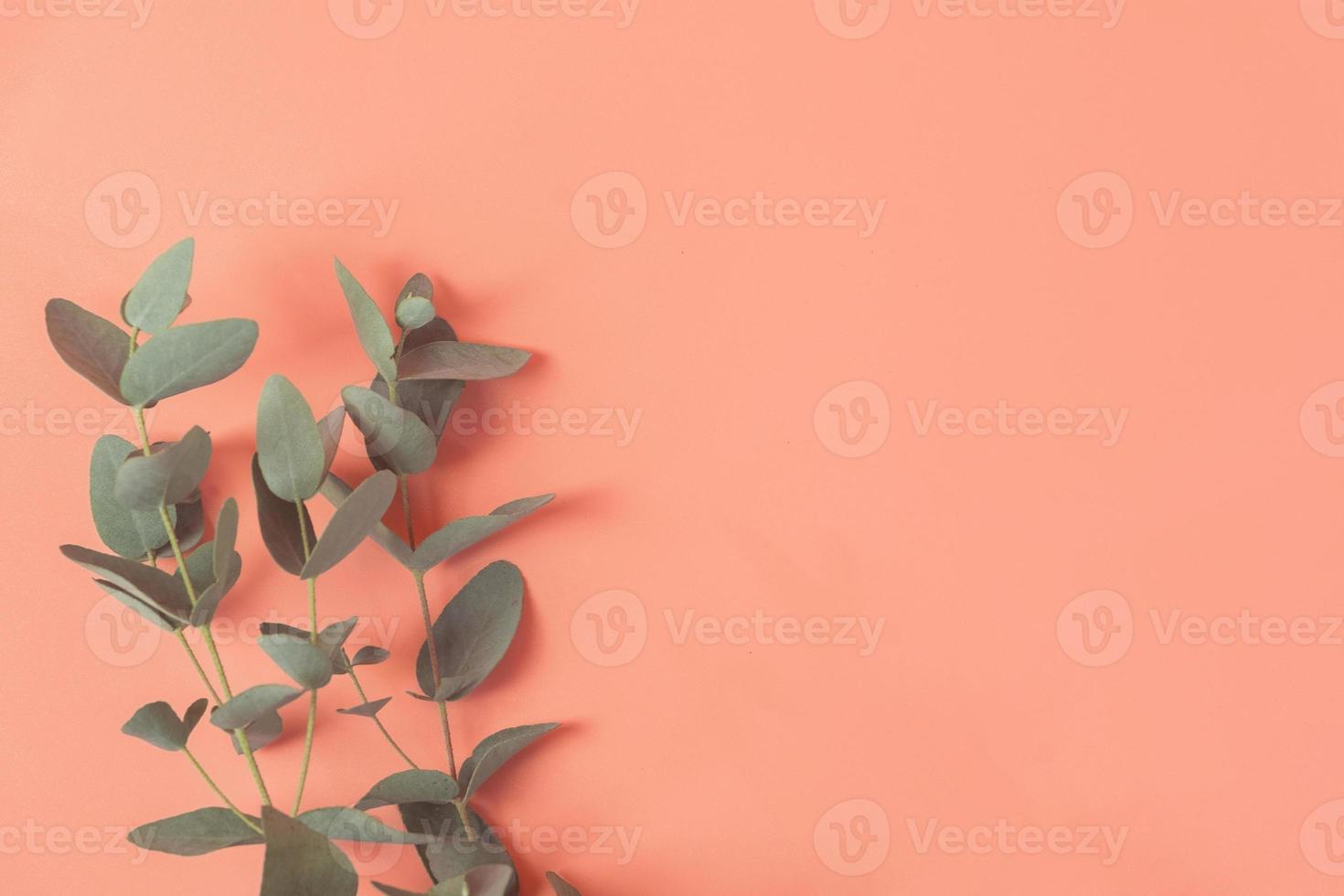 Eucalyptus leaf lay on pink background. Summer background concept. photo