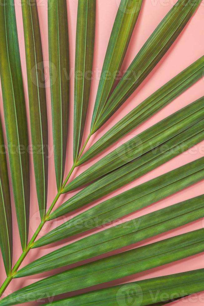 Palm leaf lay on pink background. Summer background concept. photo