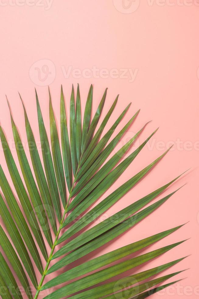 Palm leaf lay on pink background. Summer background concept. photo