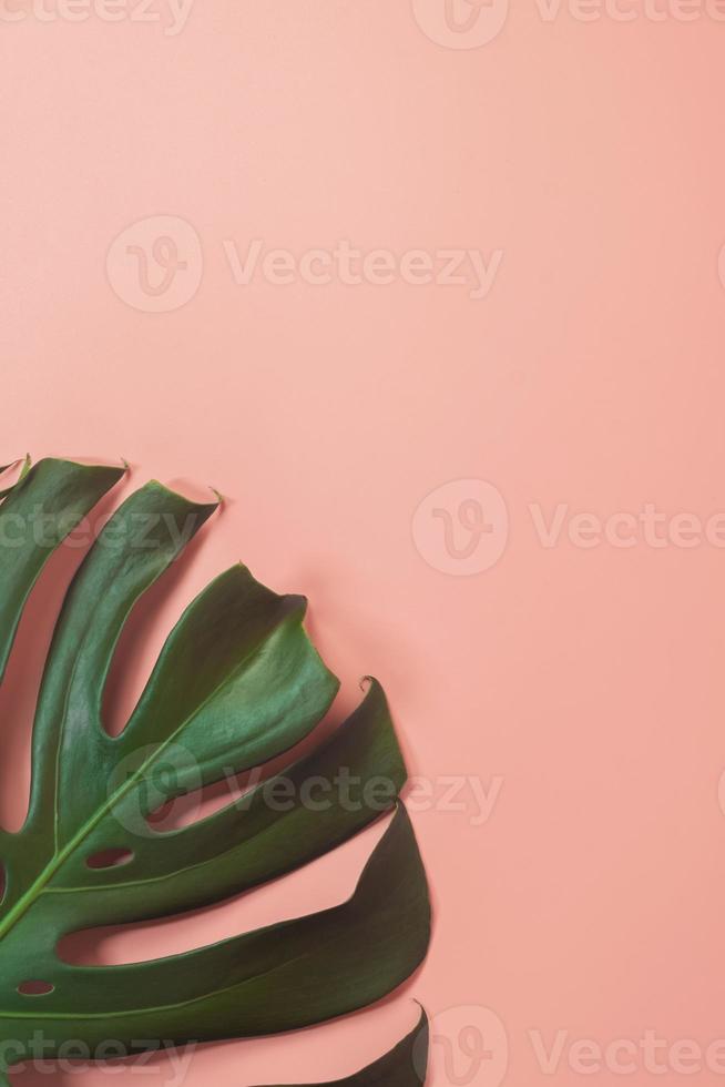 Las hojas de monstera yacen sobre fondo rosa. concepto de fondo de verano. foto