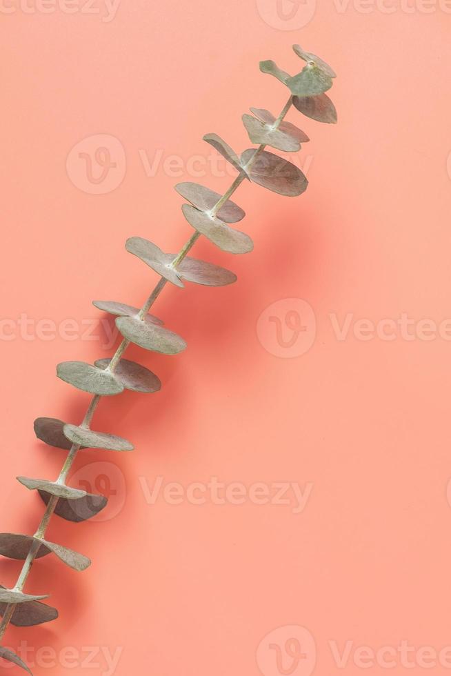 Eucalyptus leaf lay on pink background. Summer background concept. photo