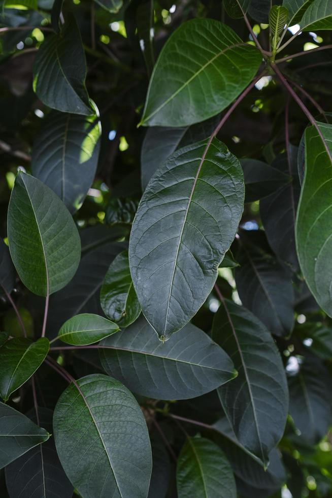 fondo de hojas de árbol en primer plano foto