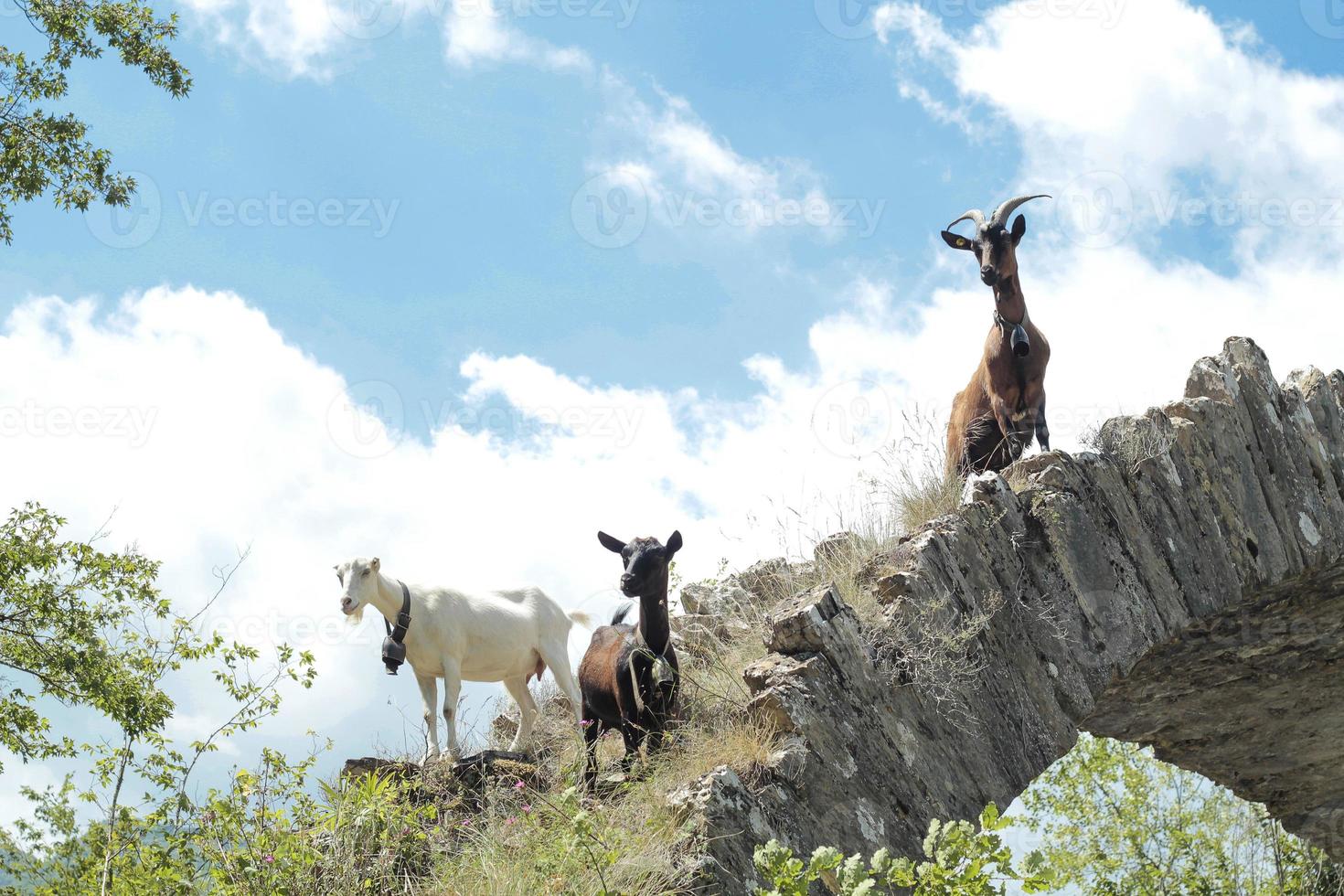 Goats in the mountains photo