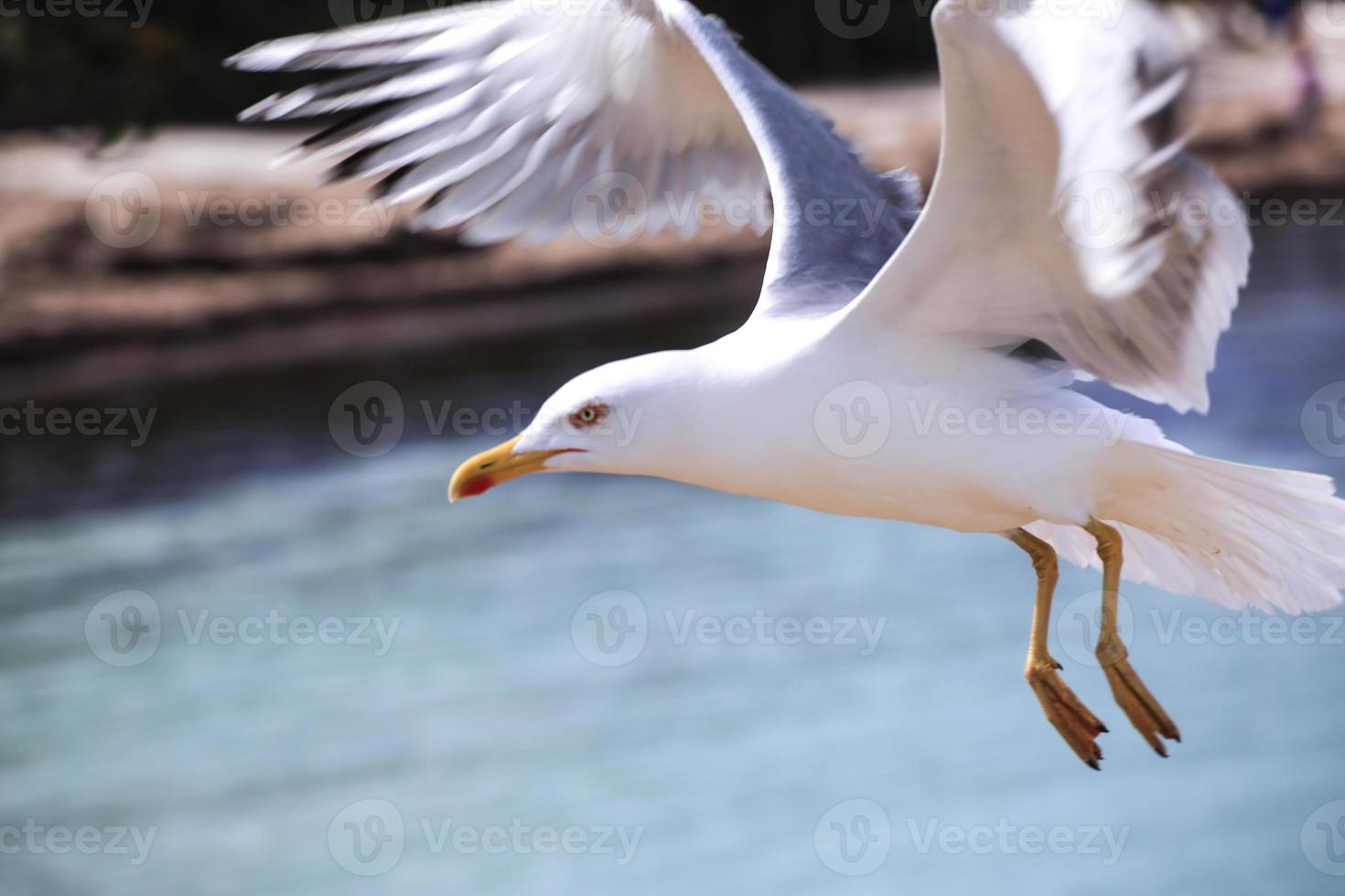 Gull in flight on the waves of the sea photo